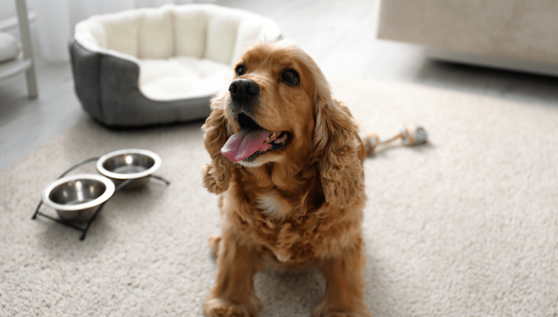 Pet-Friendly Home Design: Creating Spaces that Cater to Furry&nbsp;Friends