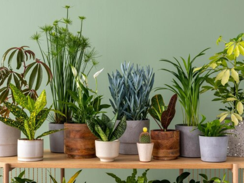 Bringing the Outdoors In: Indoor Plants for Healthier Living Spaces