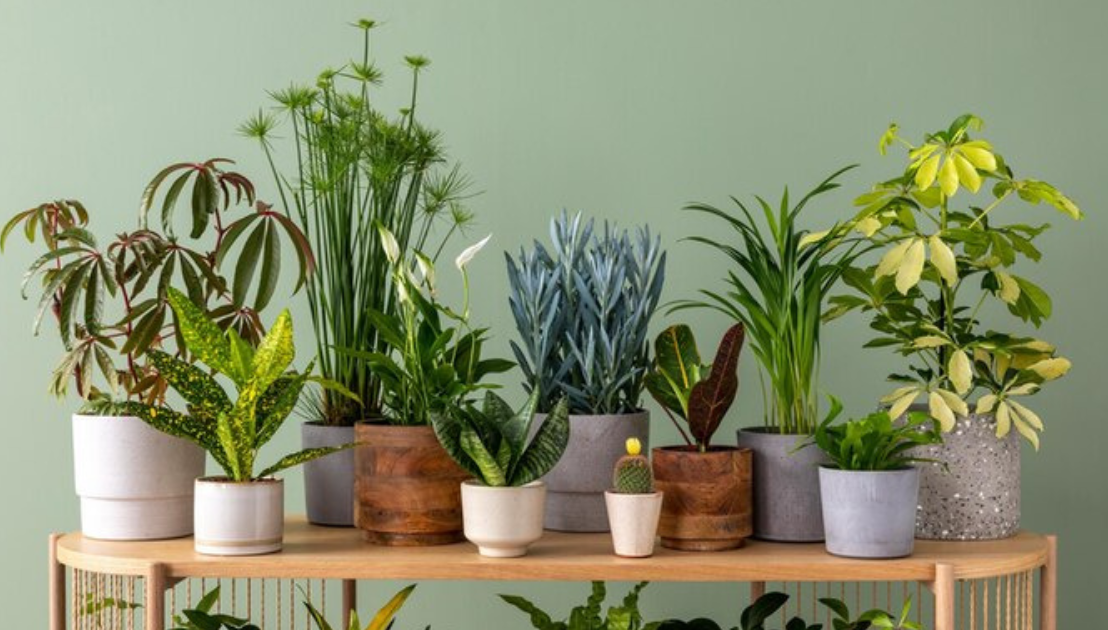 Bringing the Outdoors In: Indoor Plants for Healthier Living Spaces