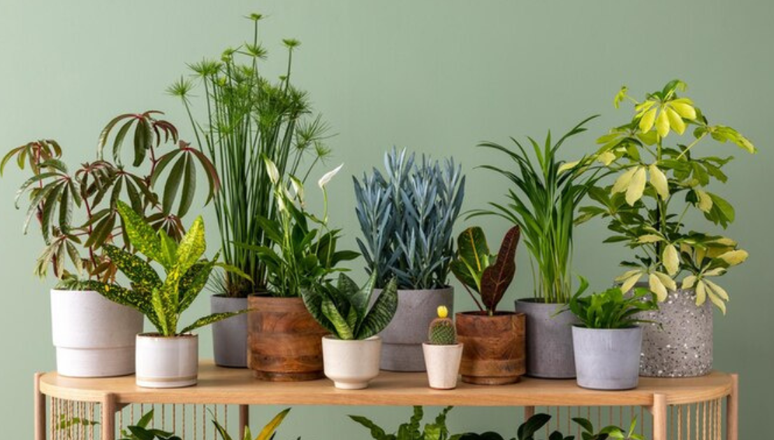 Bringing the Outdoors In: Indoor Plants for Healthier Living&nbsp;Spaces